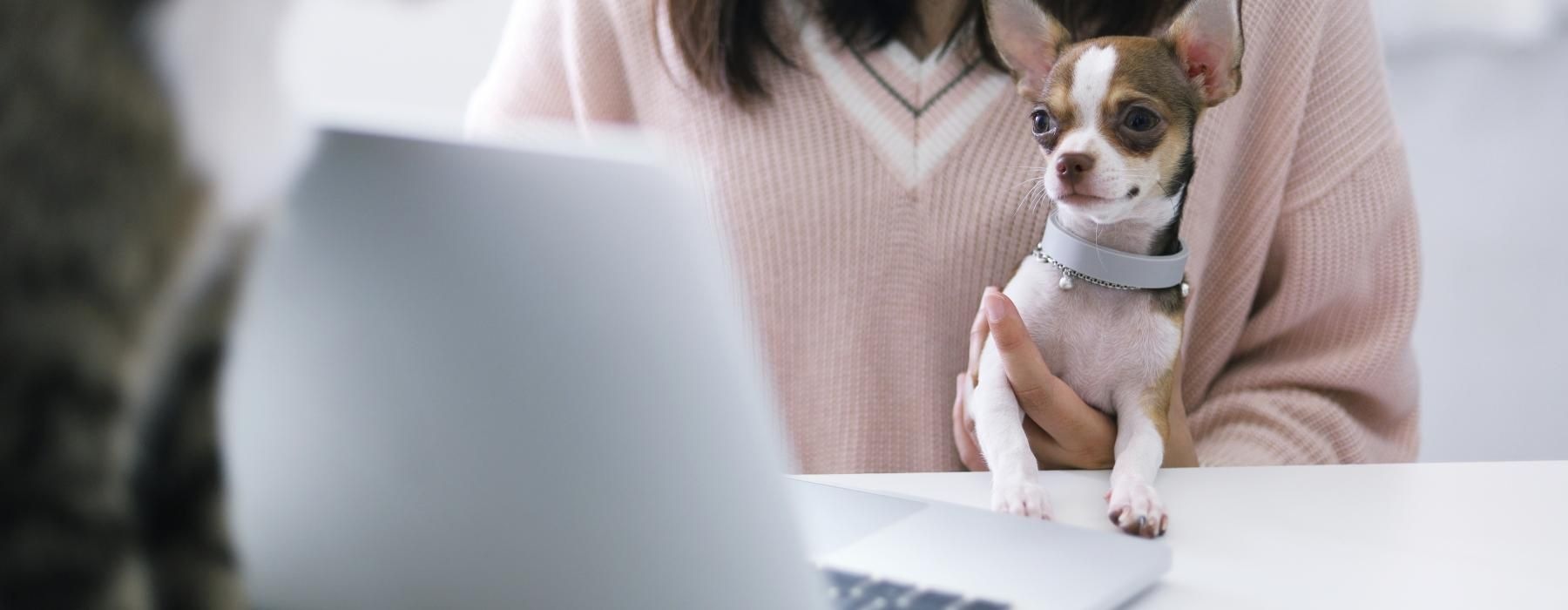 a woman and a dog looking at a laptop